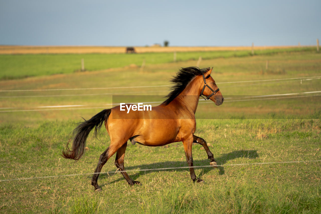 Horse running on grassy field