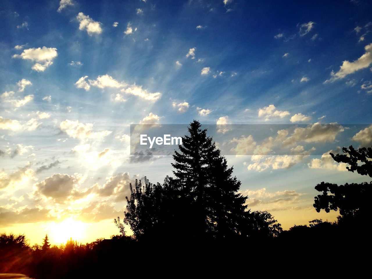 TREE AGAINST SKY DURING SUNSET