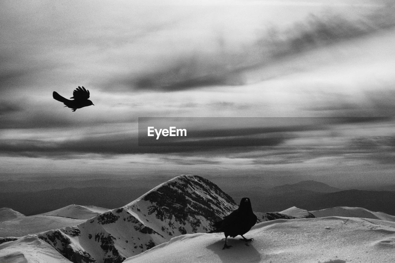 Silhouette bird flying over snowcapped mountain against sky