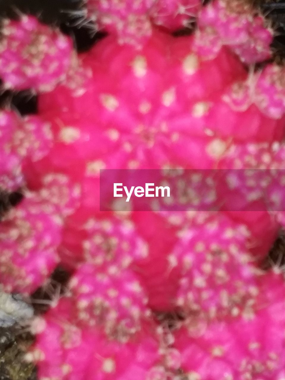 CLOSE-UP OF PINK FLOWERING PLANTS