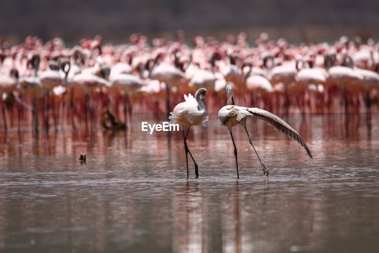 Flamingos on a lake