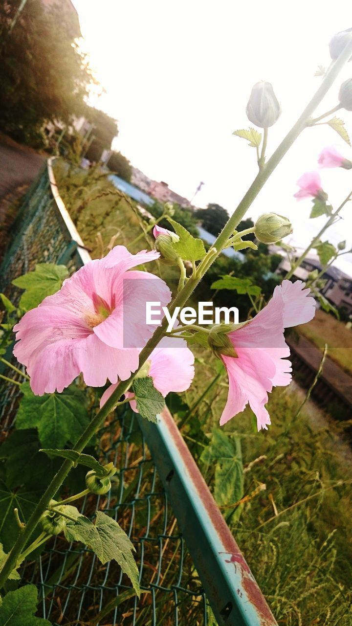 Close-up of pink flowers