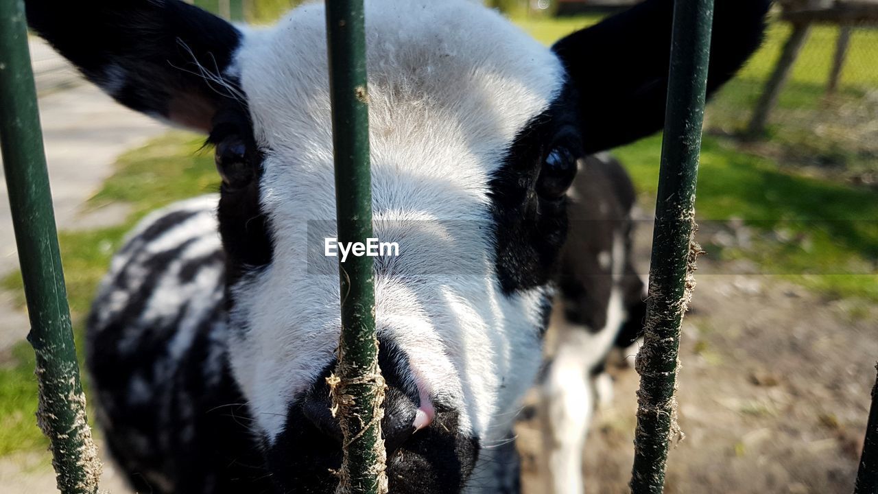 CLOSE-UP PORTRAIT OF A GOAT