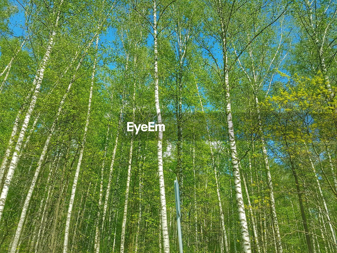 FULL FRAME SHOT OF BAMBOO TREES