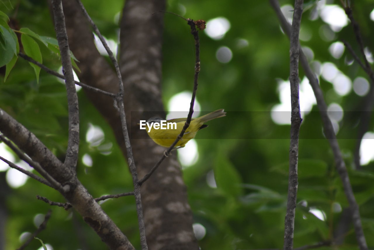 LOW ANGLE VIEW OF BIRD PERCHING ON A BRANCH