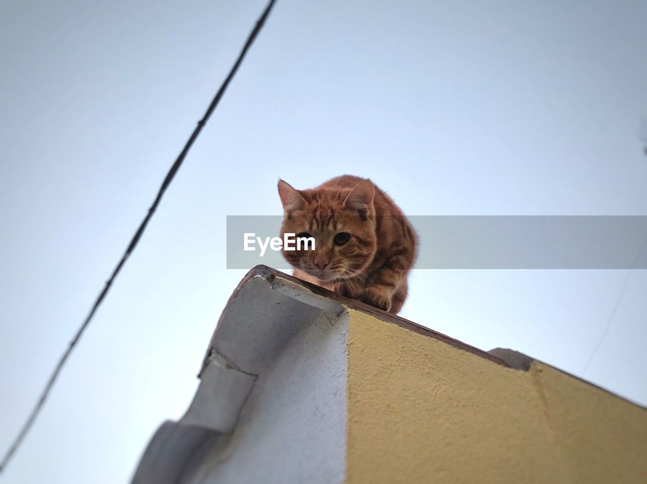 Low angle portrait of cat on roof against sky