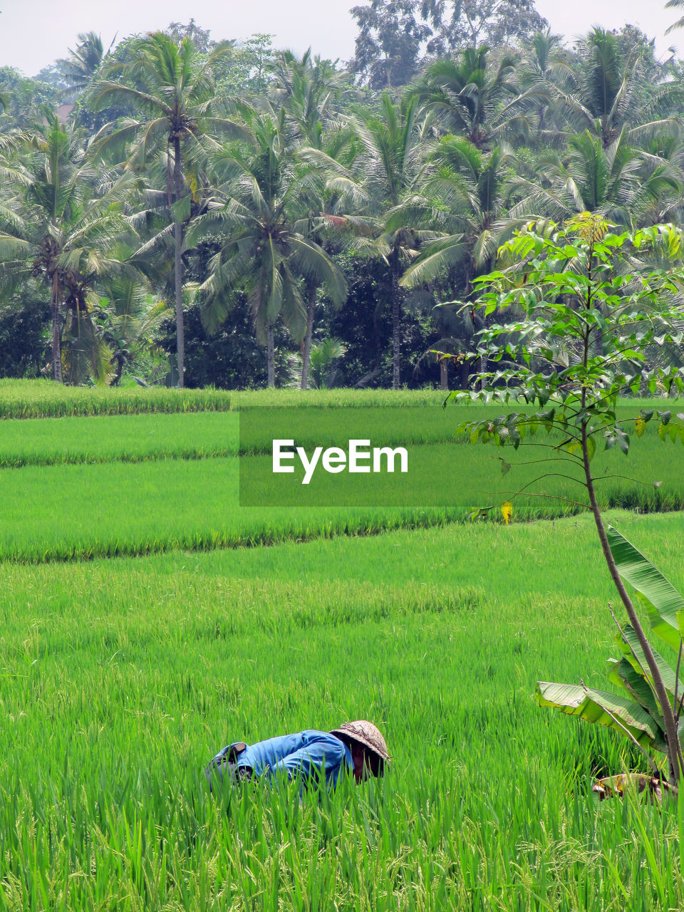 View of farm in field