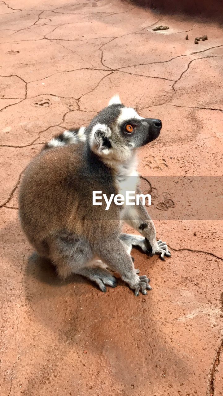 MEERKAT SITTING ON SAND