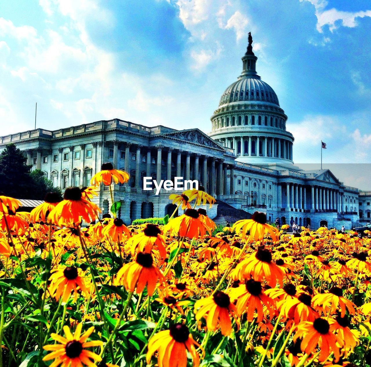 YELLOW FLOWERS AGAINST SKY