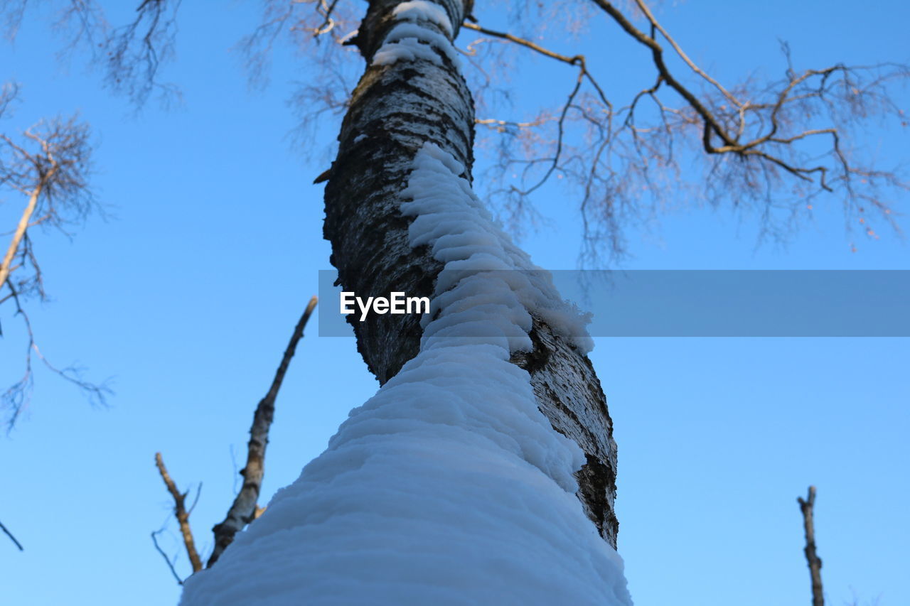 LOW ANGLE VIEW OF TREE AGAINST CLEAR SKY