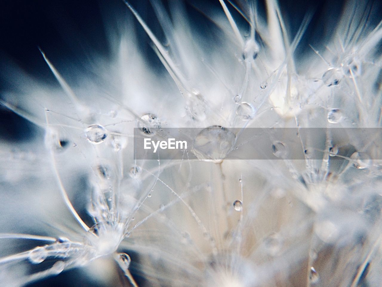 Close-up of water drops on dandelion