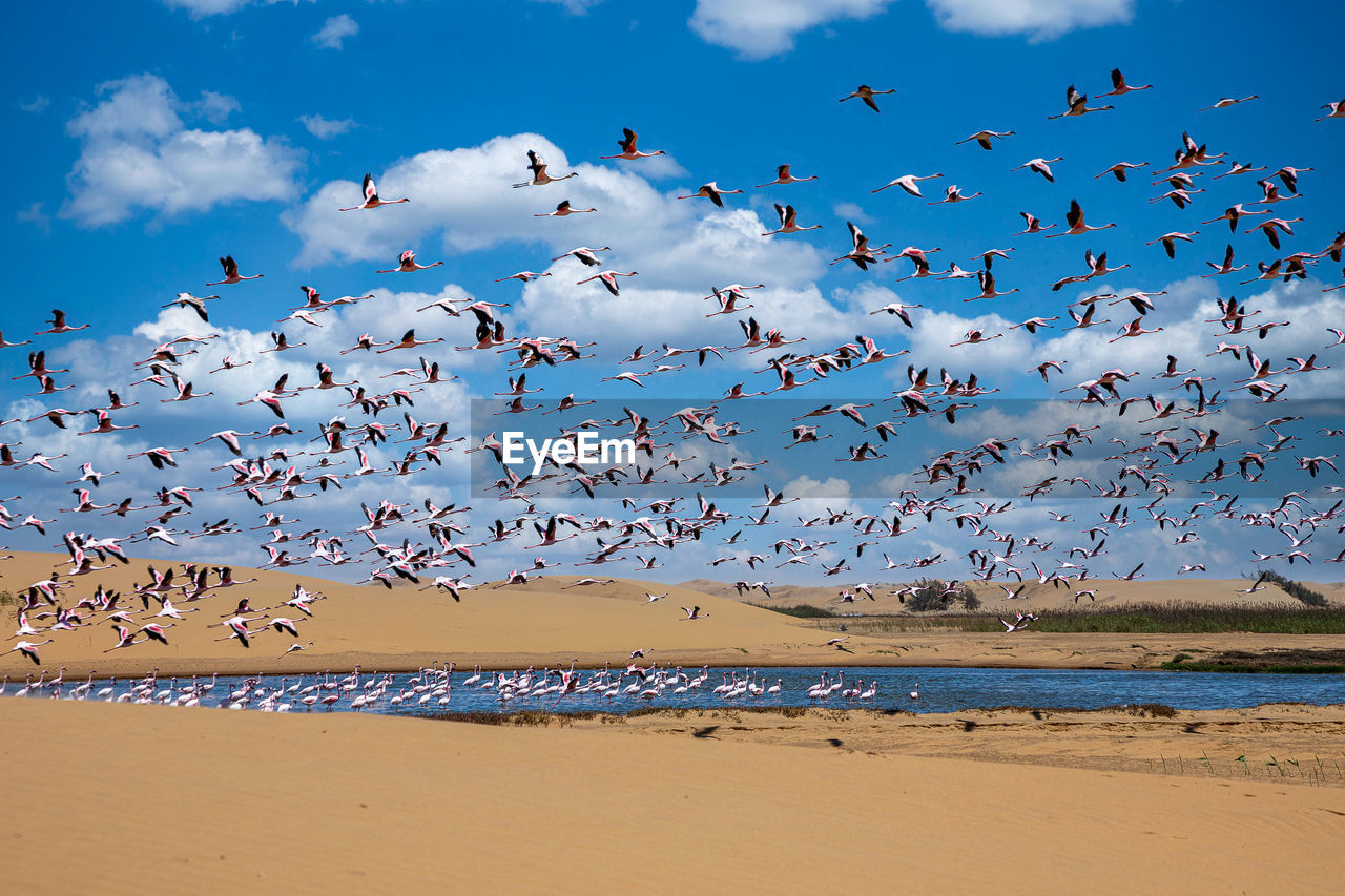 flock of birds flying over sea against blue sky