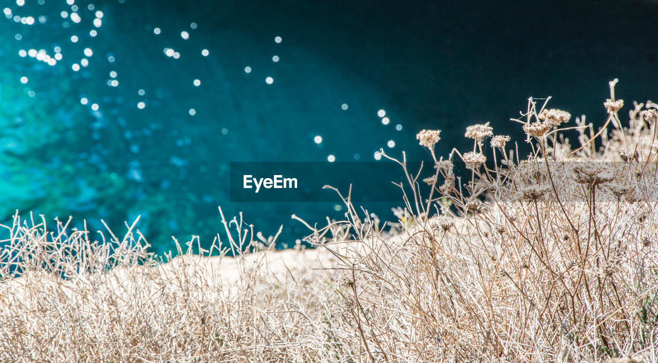 Dry grass on snow covered land