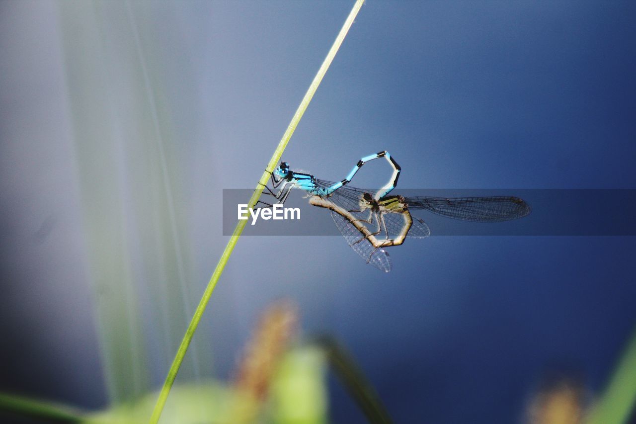 CLOSE-UP OF DRAGONFLY ON LEAF