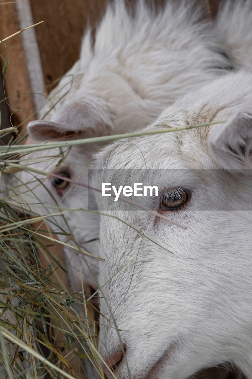 Two white goats of the zaanen breed close-up. they eat hay in the barn.