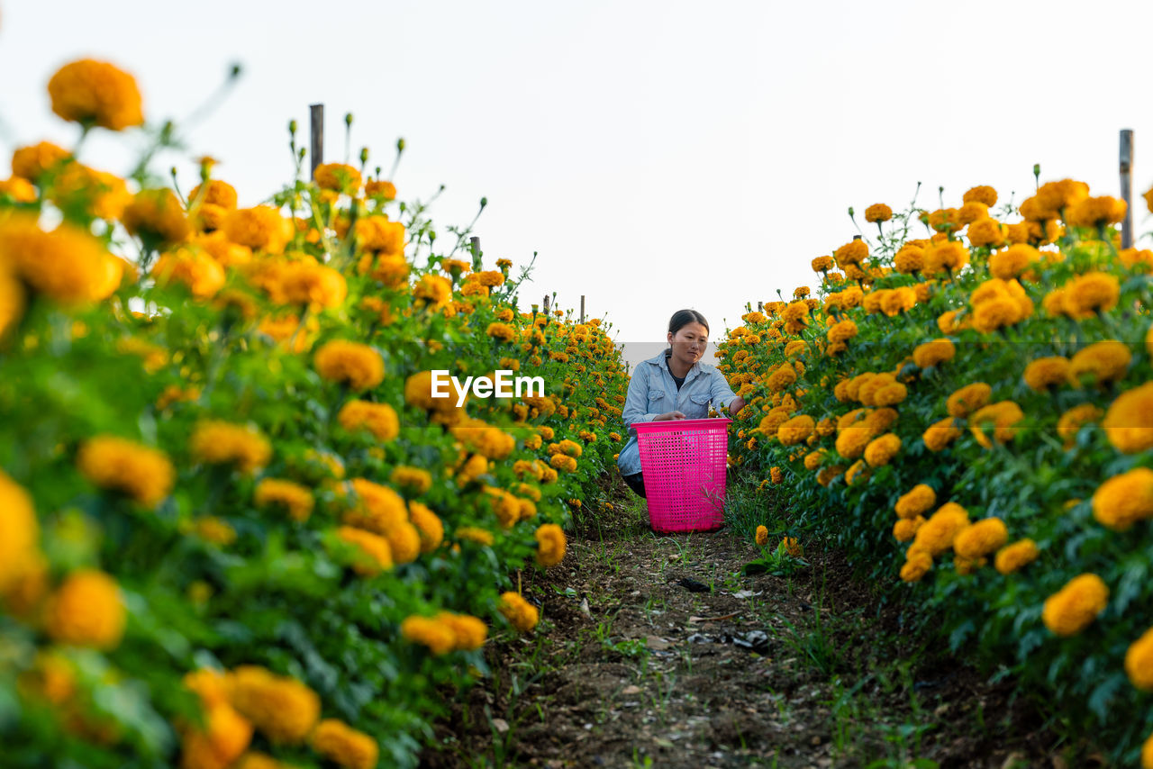 FULL LENGTH OF WOMAN STANDING ON YELLOW FLOWERS