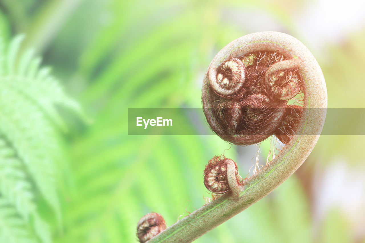 close-up, macro photography, plant, fiddlehead fern, leaf, nature, flower, no people, plant part, growth, focus on foreground, beauty in nature, green, tree, animal, animal wildlife, food, spiral, outdoors, animal themes, day, plant stem, freshness, fern, selective focus, branch, food and drink, ferns and horsetails