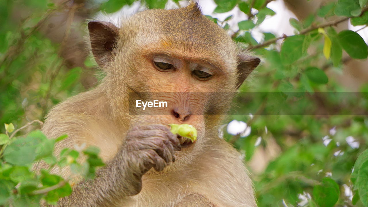 CLOSE-UP PORTRAIT OF A SQUIRREL EATING PLANT