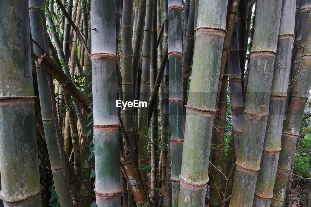 CLOSE-UP OF BAMBOO TREES IN FOREST