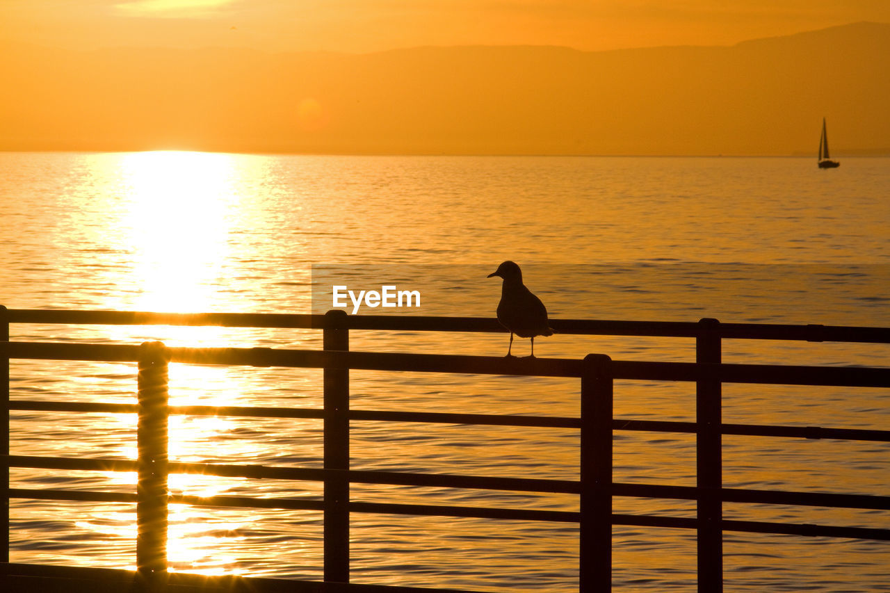 Silhouette of bird on rail against sky during sunset over lake