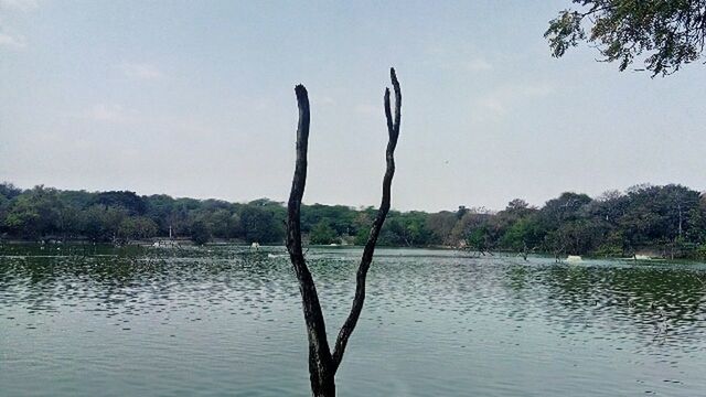 TREE BY LAKE AGAINST SKY