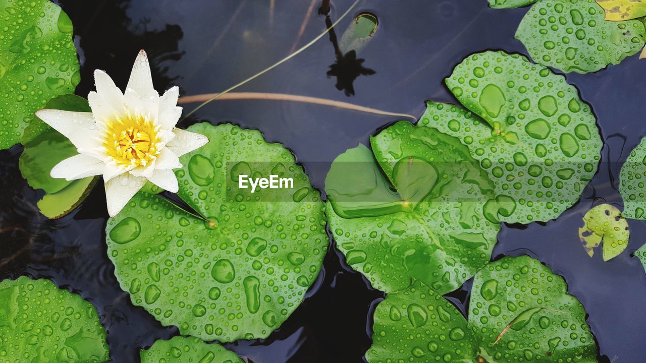 High angle view of white water lily in lake