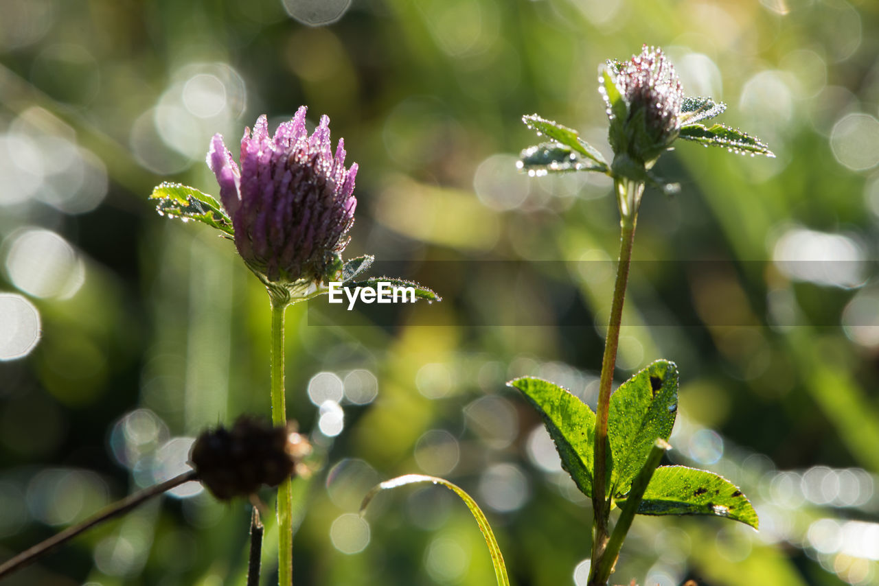 Close-up of purple flowering plant