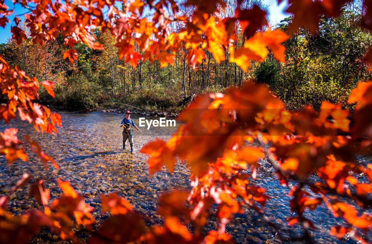 Fly-fisherman casting in river with bright foliage in foreground