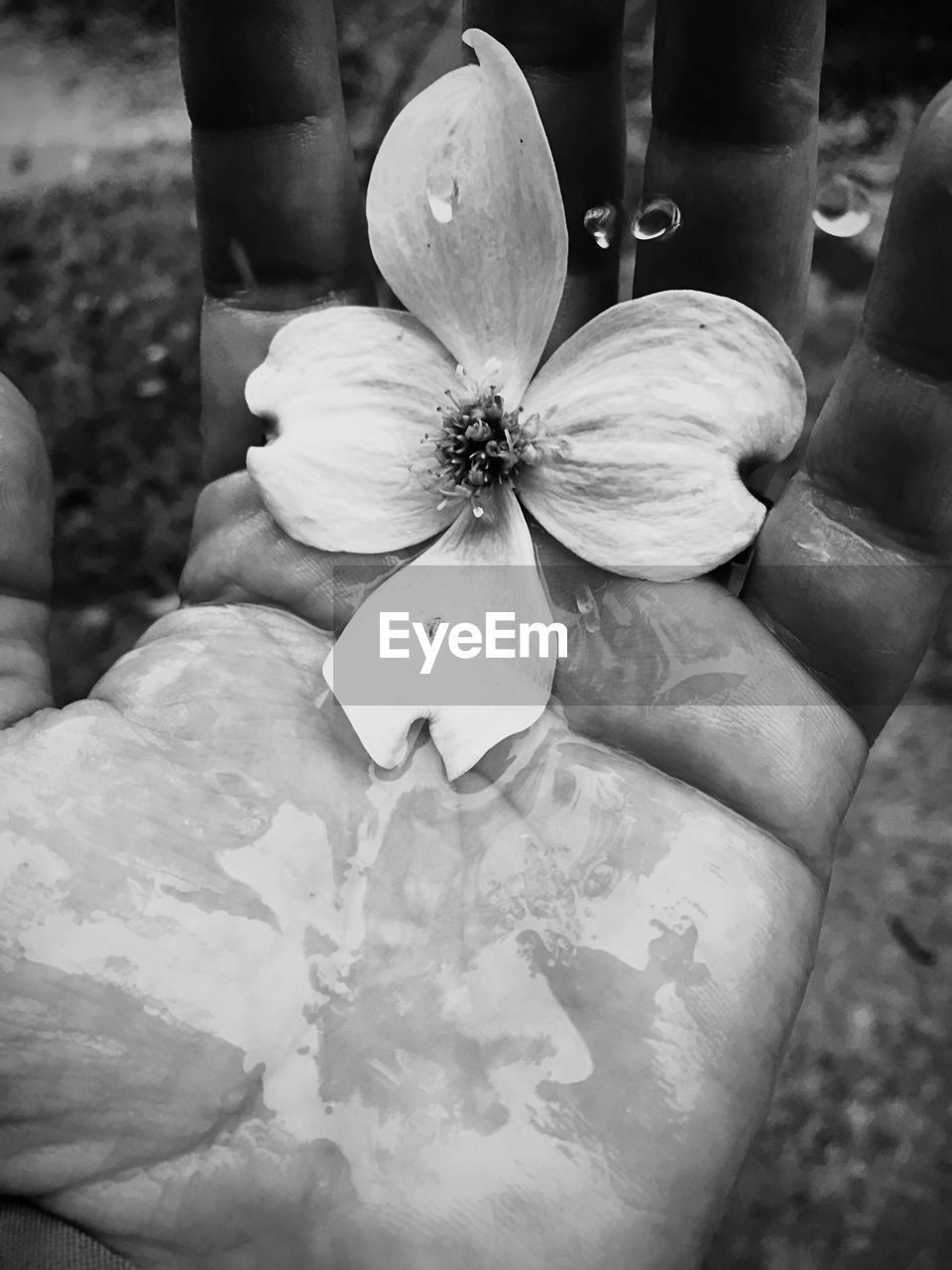 Cropped wet hand holding flower