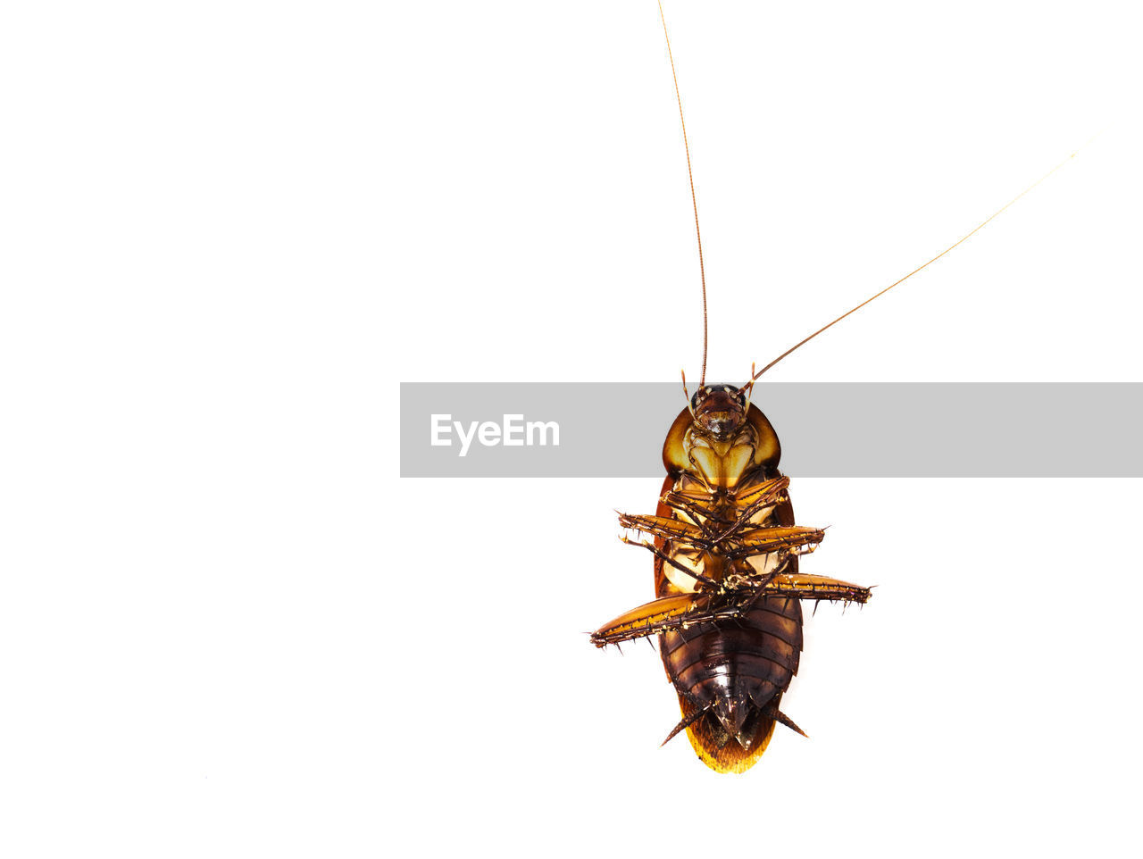 Directly above view of dead cockroach against white background