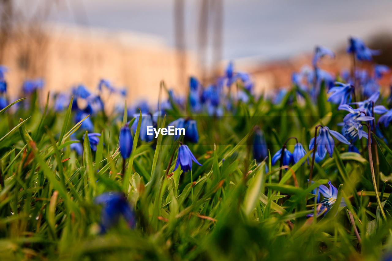 CLOSE-UP OF PURPLE CROCUS FLOWERS GROWING IN FIELD