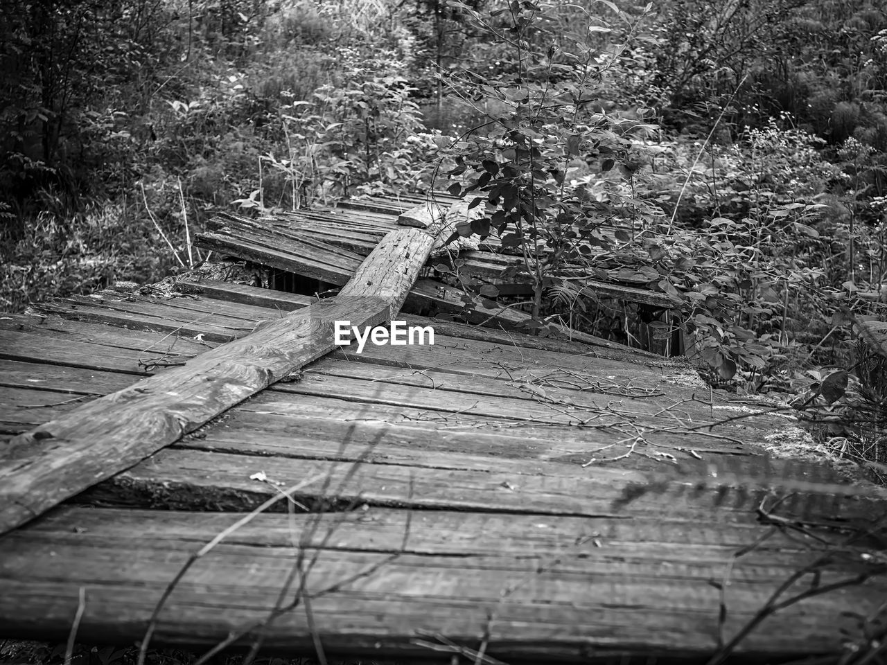 plant, wood, tree, black and white, nature, day, no people, monochrome photography, track, monochrome, forest, land, growth, outdoors, high angle view, tranquility, darkness, abandoned, architecture