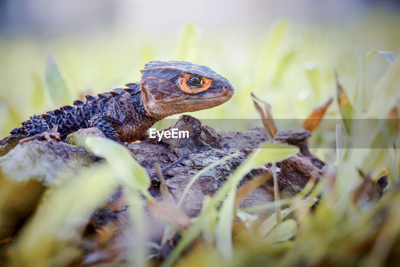 close-up of lizard on field