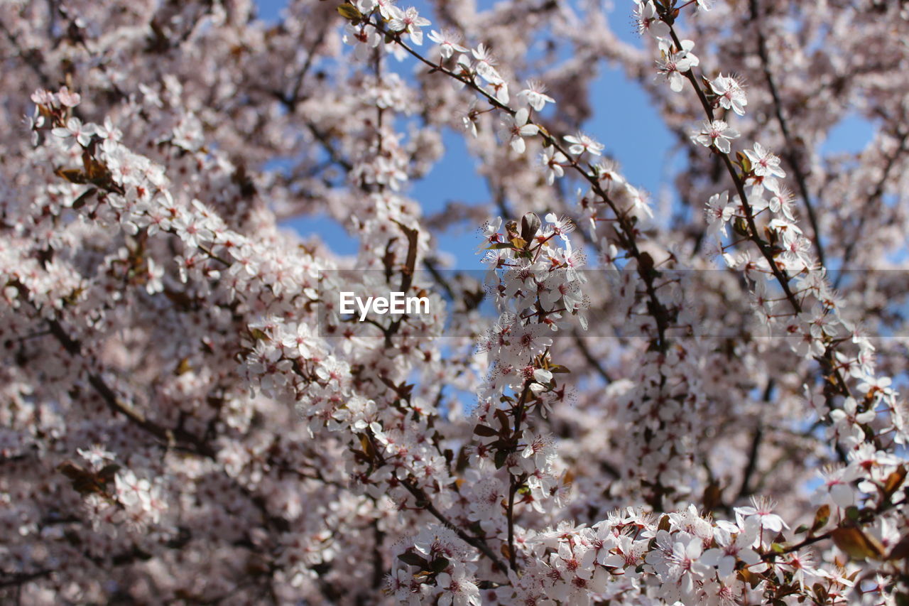 Close-up of cherry blossom flowers