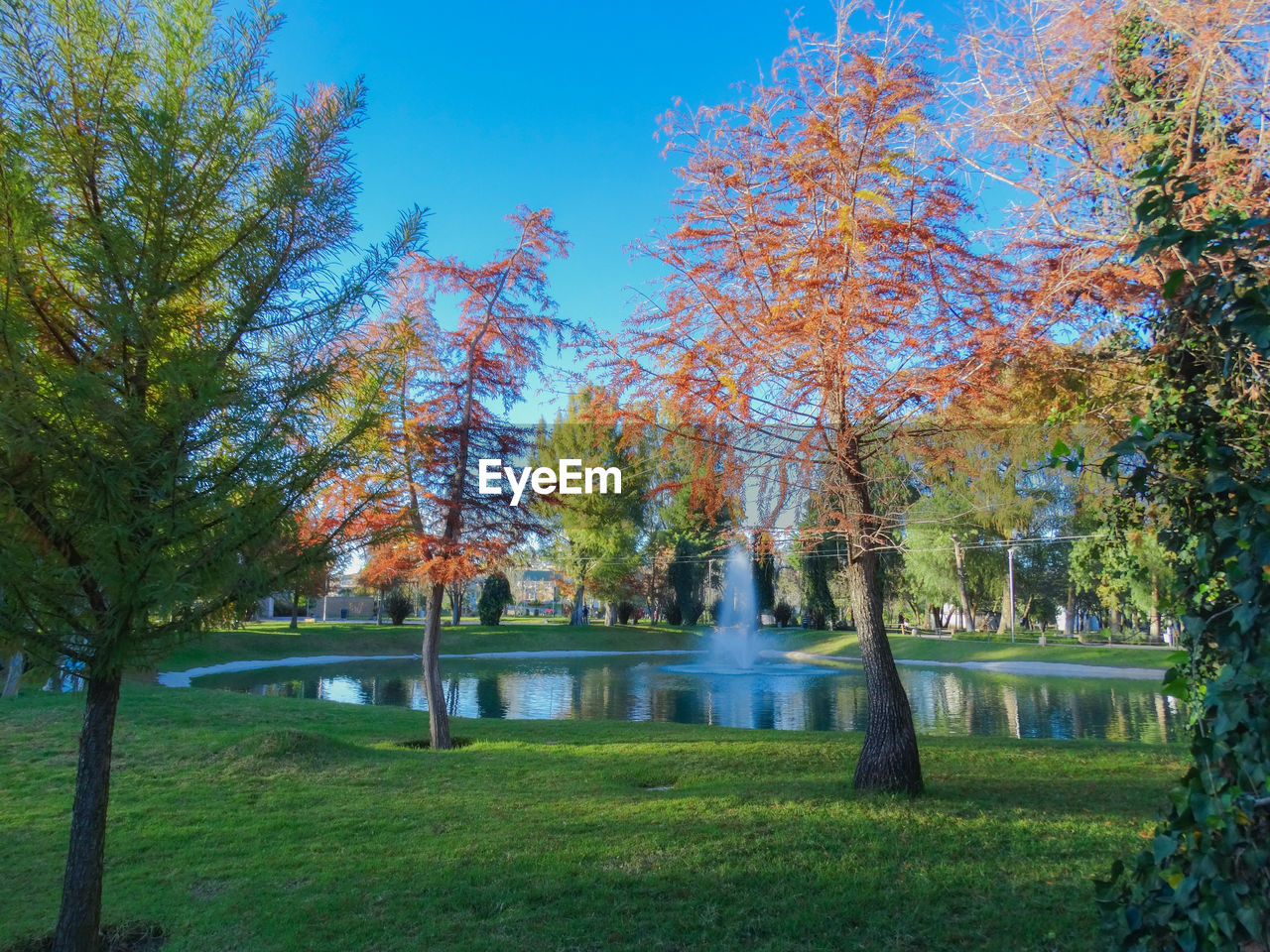 Trees in park against blue sky