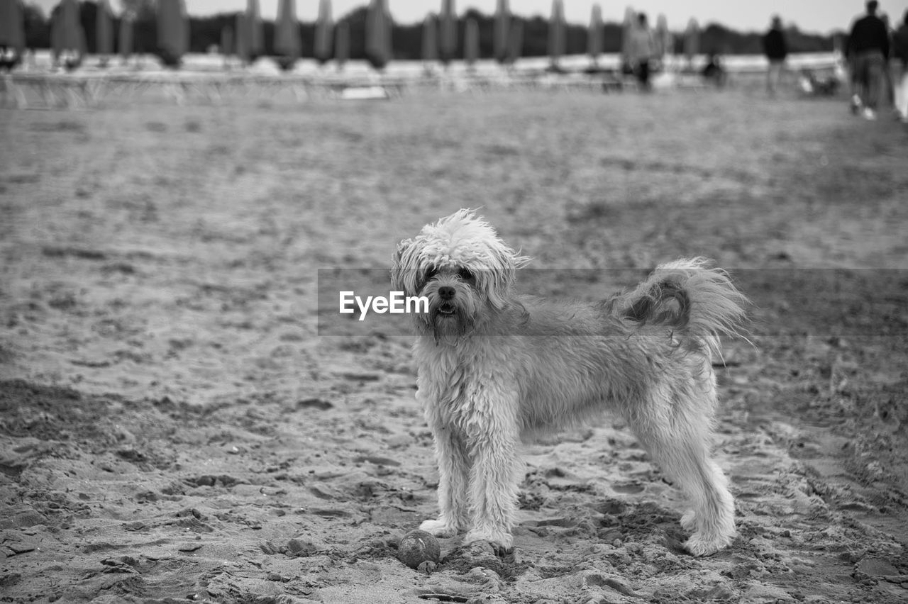 Black and white image of wet white dog standing on the beach