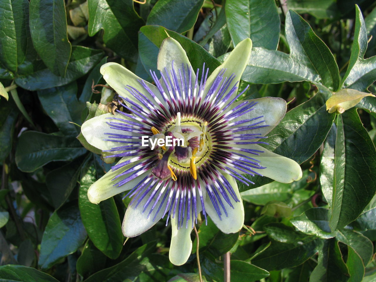 CLOSE-UP OF PASSION FLOWER BLOOMING IN PARK