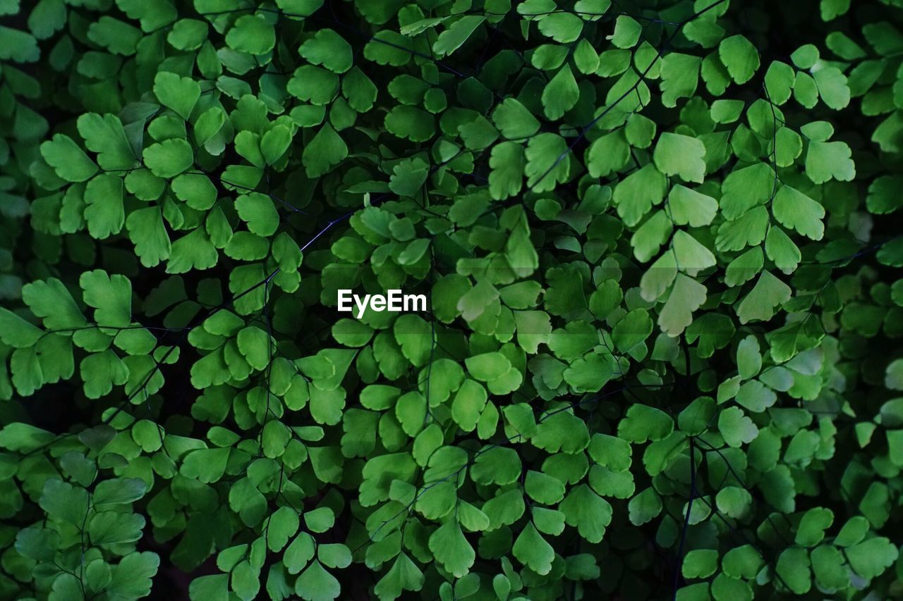 Full frame shot of green leaves