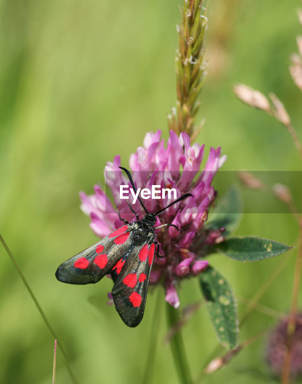 CLOSE-UP OF BUTTERFLY POLLINATING FLOWER