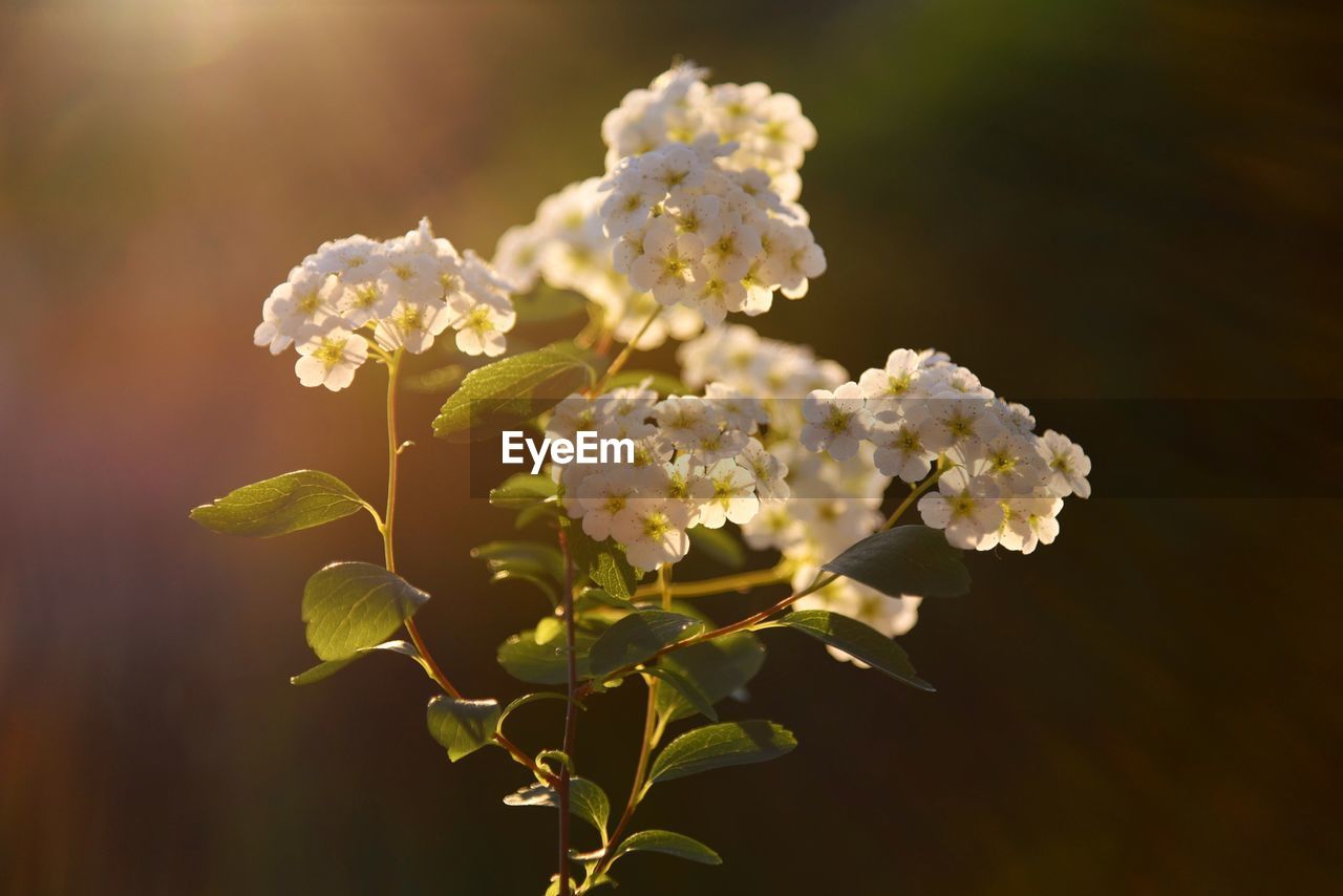 Close-up of white flowering plant