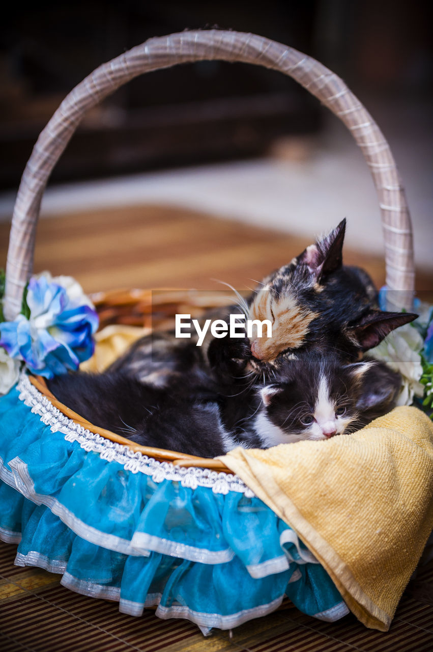 Cats resting in decorated basket