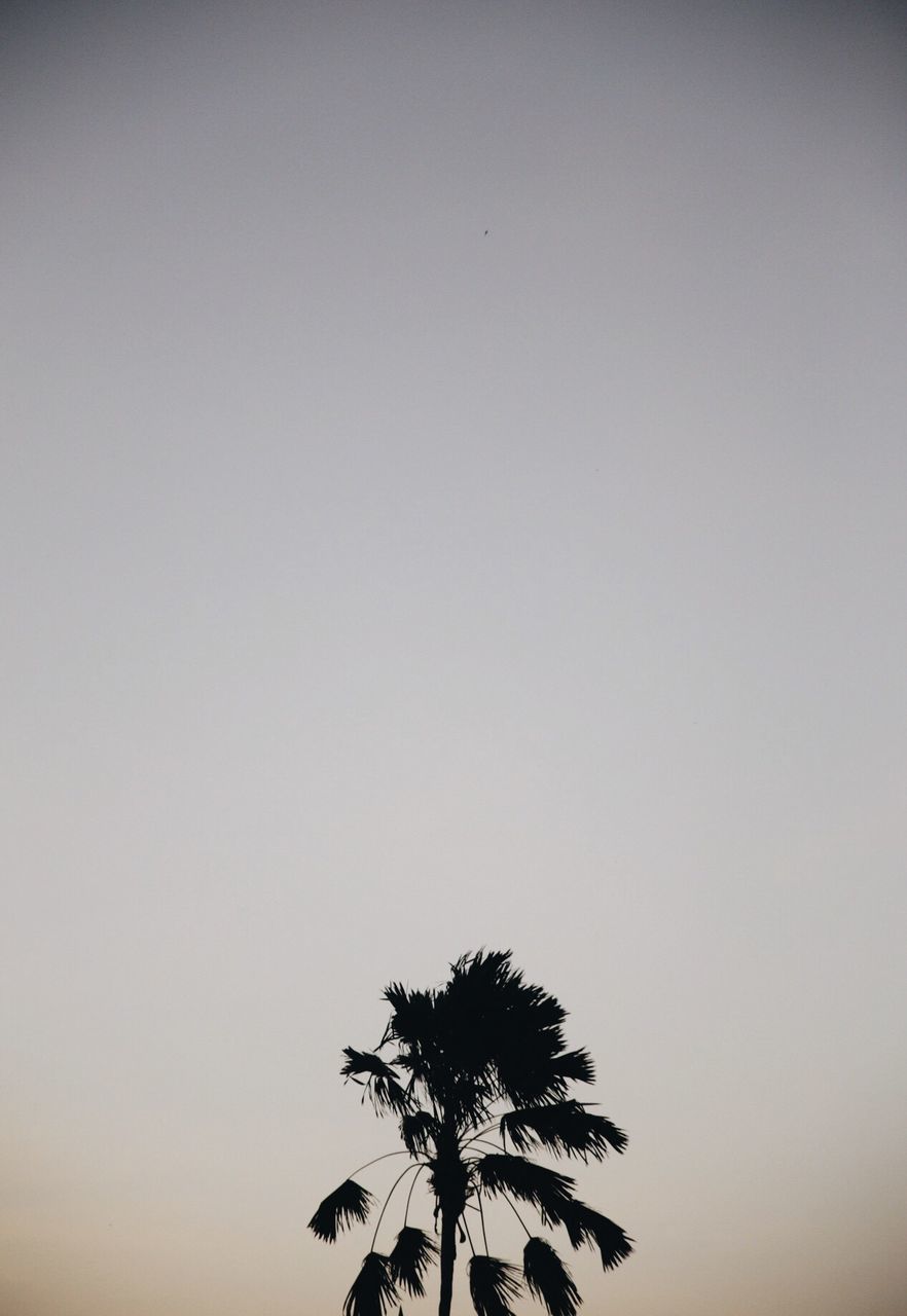 LOW ANGLE VIEW OF A TREE AGAINST SKY