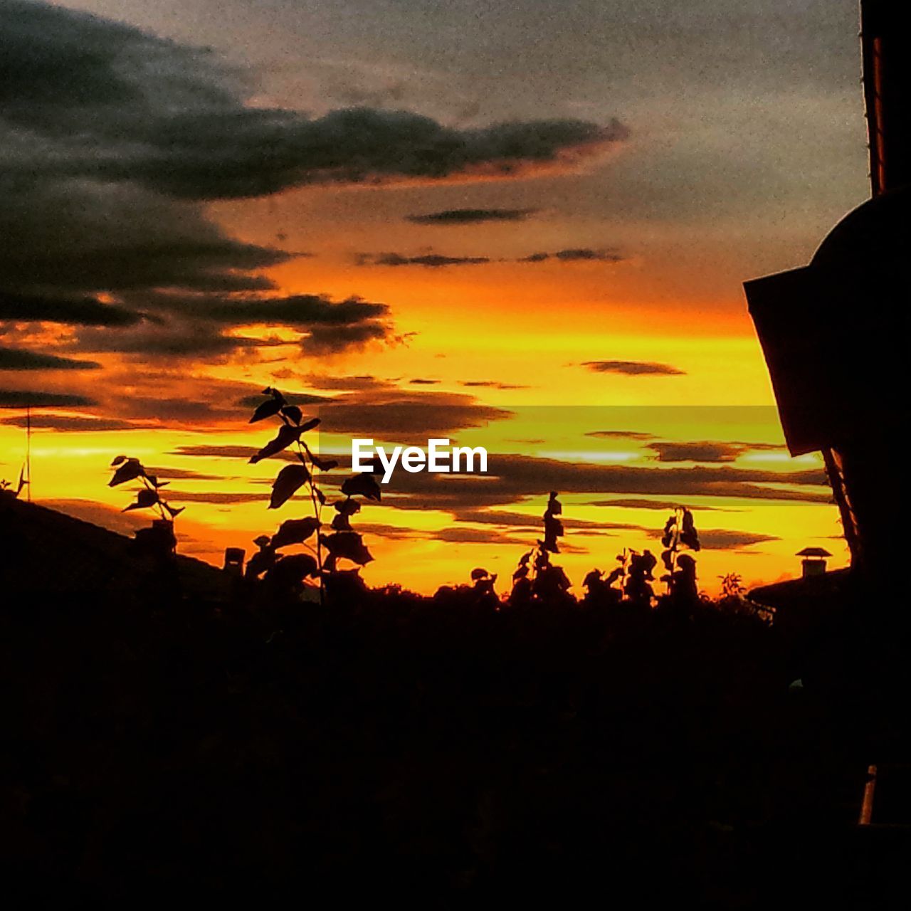 SCENIC VIEW OF SILHOUETTE TREES AGAINST SKY DURING SUNSET