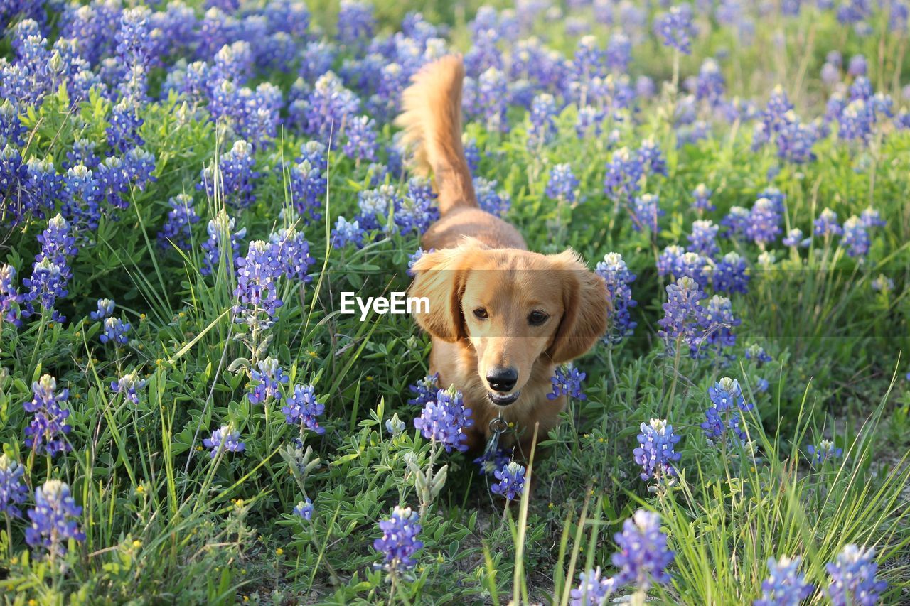 one animal, dog, canine, flower, flowering plant, animal, animal themes, plant, domestic animals, mammal, pet, lavender, meadow, purple, field, nature, grass, growth, beauty in nature, no people, land, freshness, portrait, wildflower, fragility, woodland, prairie, day, looking at camera, springtime