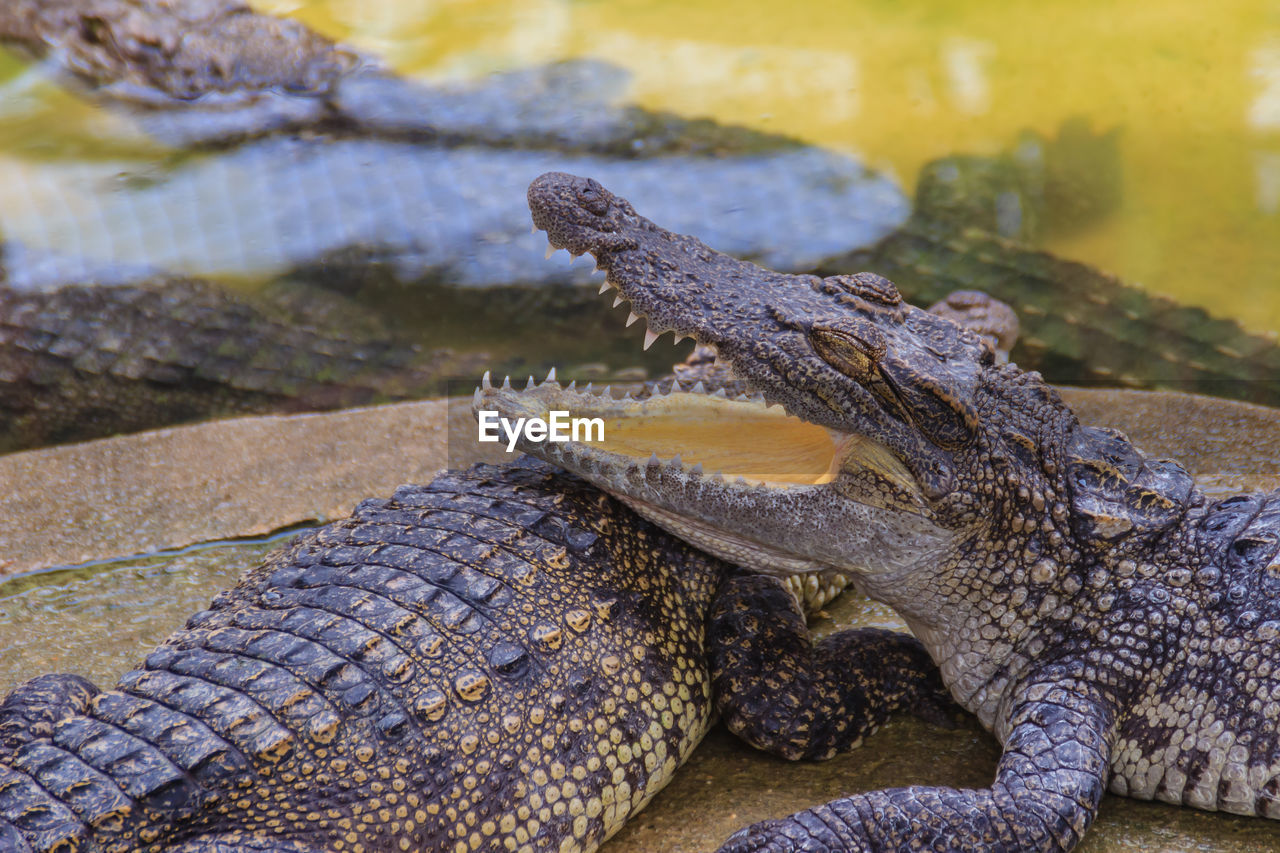 CLOSE-UP OF A LIZARD ON A ROCK