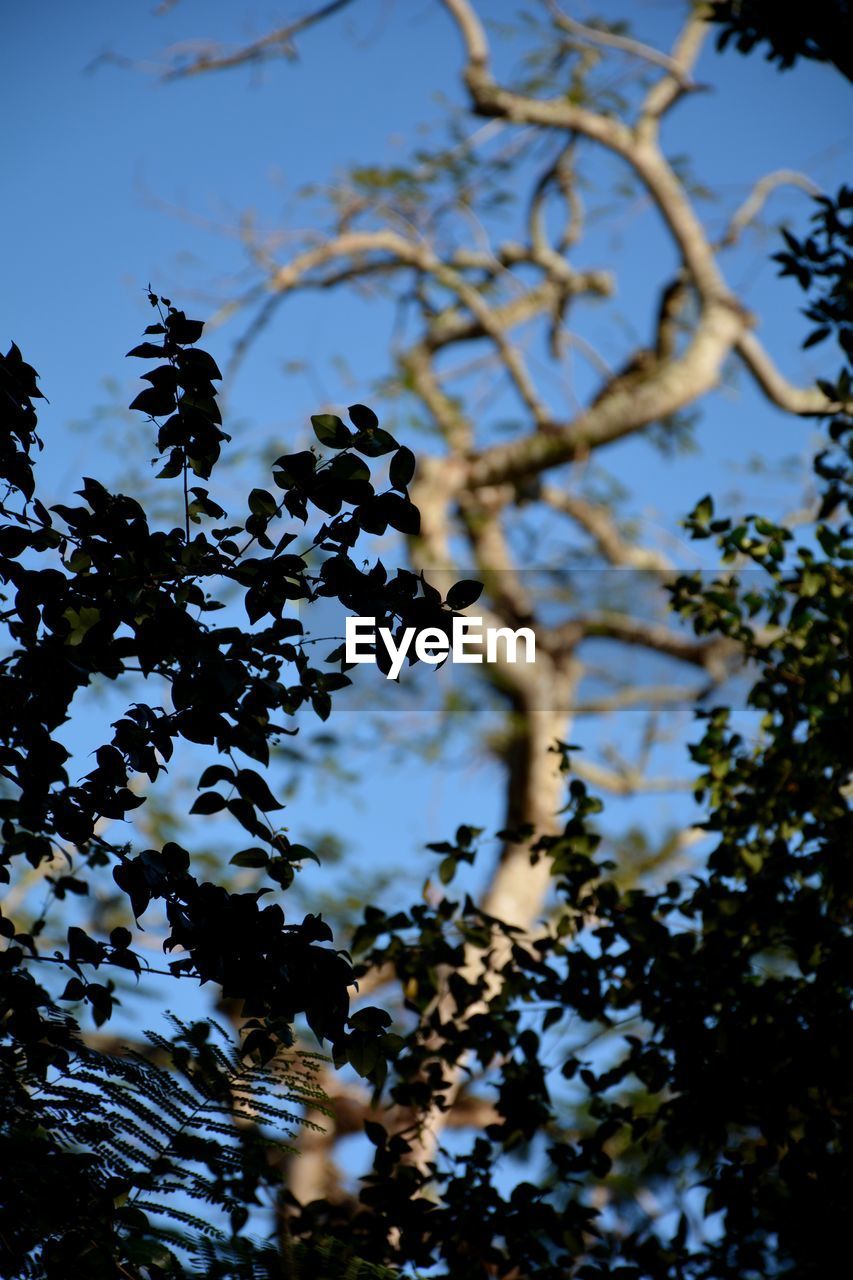 LOW ANGLE VIEW OF TREES AGAINST SKY