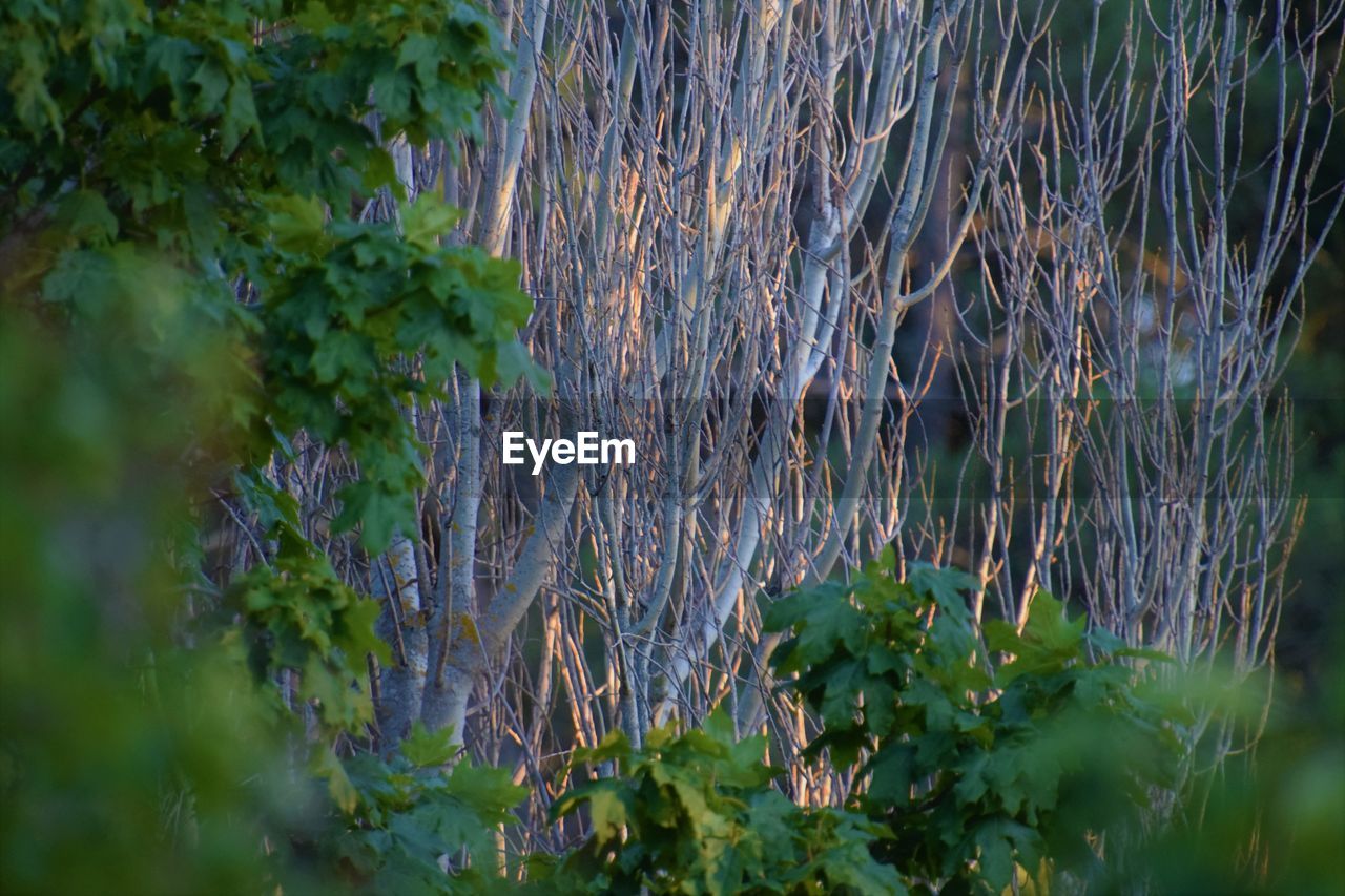 CLOSE-UP OF PLANTS GROWING IN LAND