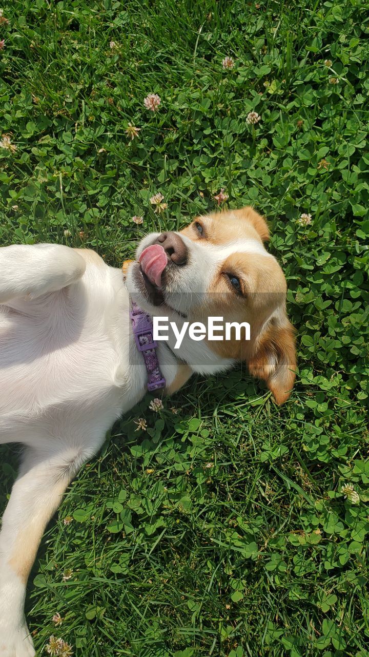 HIGH ANGLE VIEW OF DOG LYING DOWN ON LAND