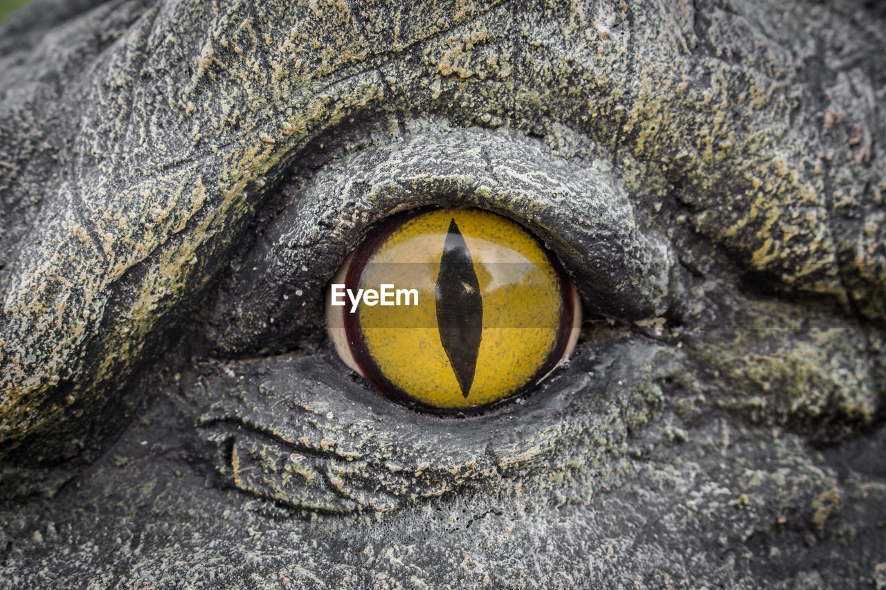 CLOSE-UP PORTRAIT OF A CAT EYE ON STONE