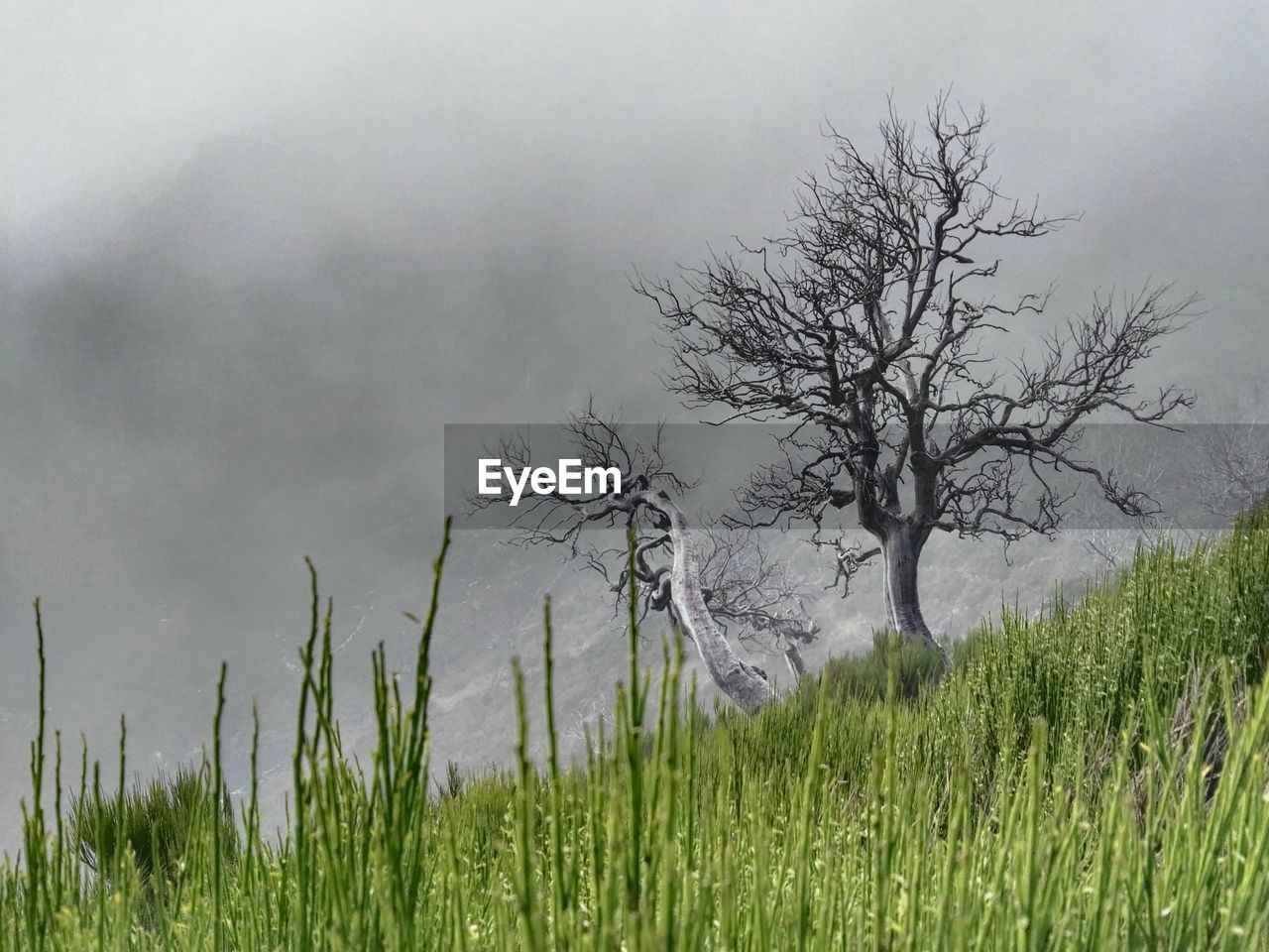 VIEW OF TREE IN FIELD